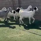 جفار مشاريك بيض طيبه