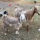 عنز معه جفره للبيع
