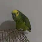 ببغاء أمازوني جبهة  يتكلم ويغن ي