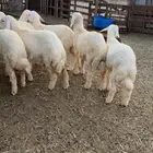 طليان ورخاال فل شحم