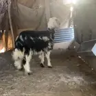 جذعه نجديه صنف