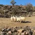 رخال سمان حلال ديره