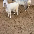 معزاء مشاااريك مصصري