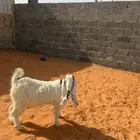 تيس شحم