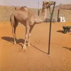هجن