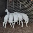 طليان ربو نظيفة للبيع