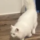 قط شيرازي ذكر ب 600 ريال مع لليتر بوكس وبيت النوم حقه