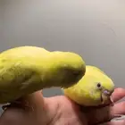 طيور بادجي اليفه جدا للبيع