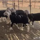رخال نجد مقاني (( تم البيع ))