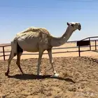 عشرا معها بكره