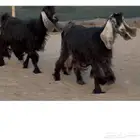 معزا عوارض طيبه