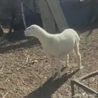 رخل