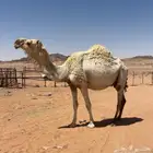 لقحه موطي واصله
