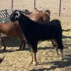 تيس احو سلاله نادره