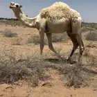 للبيع قعود عمره مفرود فاخر على الحليب مع أمه في البر