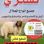 نشتري الإبل والغنم والماعز والتيوس والذبائح بأسعار طيبه
