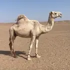 ناقه ضريبه
