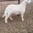 للبيع طلي