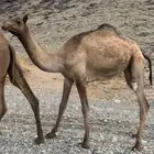 بكره عمرها سنتين 2