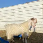 تيس سوري للبيع