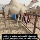 لقحه مهجنه راكض وعليها كوي ركض للبيع هجن