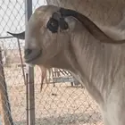 للبيع تيس فحل اكحل وطلي فحل حري