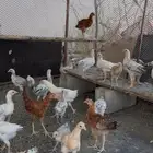 دجاج بلدي