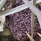 خلية نحل للبيع