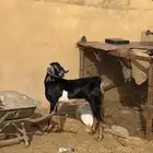 عناق حواء عليها تيسين