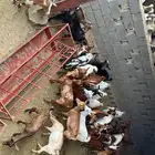 ماعز للبيع 35 راس