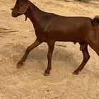 جذع أدهم لون و مد وجرم طيب