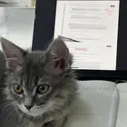 قطة انثى للتبني