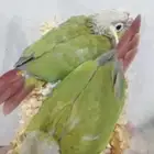 محمية الطيور المغردة