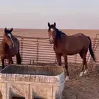 خيل