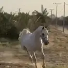 حصان عربي واهو فحل