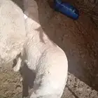 مشروع فحل صنف