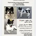 كلب ضايع الرياض الملقا