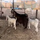 عنز