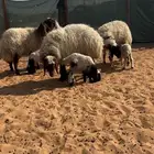 اربع متابيع ثنتين ثنيات وثنتين رباعيات يتبعها خروفين ورخلين