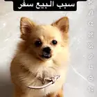 كلب بومري