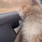 قط بيكي فيس