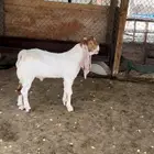 تيس