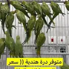 درة هندية سعر الجوز 299 ريال