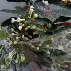 تنسيق حدائق وزراعة الثيل وتركيب شبكات الري
