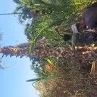 نخل للبيع عربي وزينه