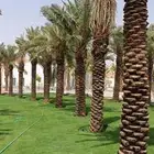 مشتل المهندس أبو سجي لصيانه وتنسيق الحدائق