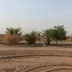 أبو سجي لصيانه وتنسيق الحدائق