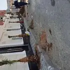 نخل للبيع عربي واشنطونيا جده مكه المكرمه