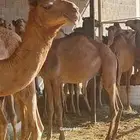 حواشي مرابي جمله تفريد