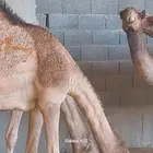 لبيع حشوان مرابي شرط